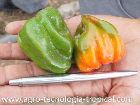 Aji dulce rosita se cultiva en los llanos venezolanos